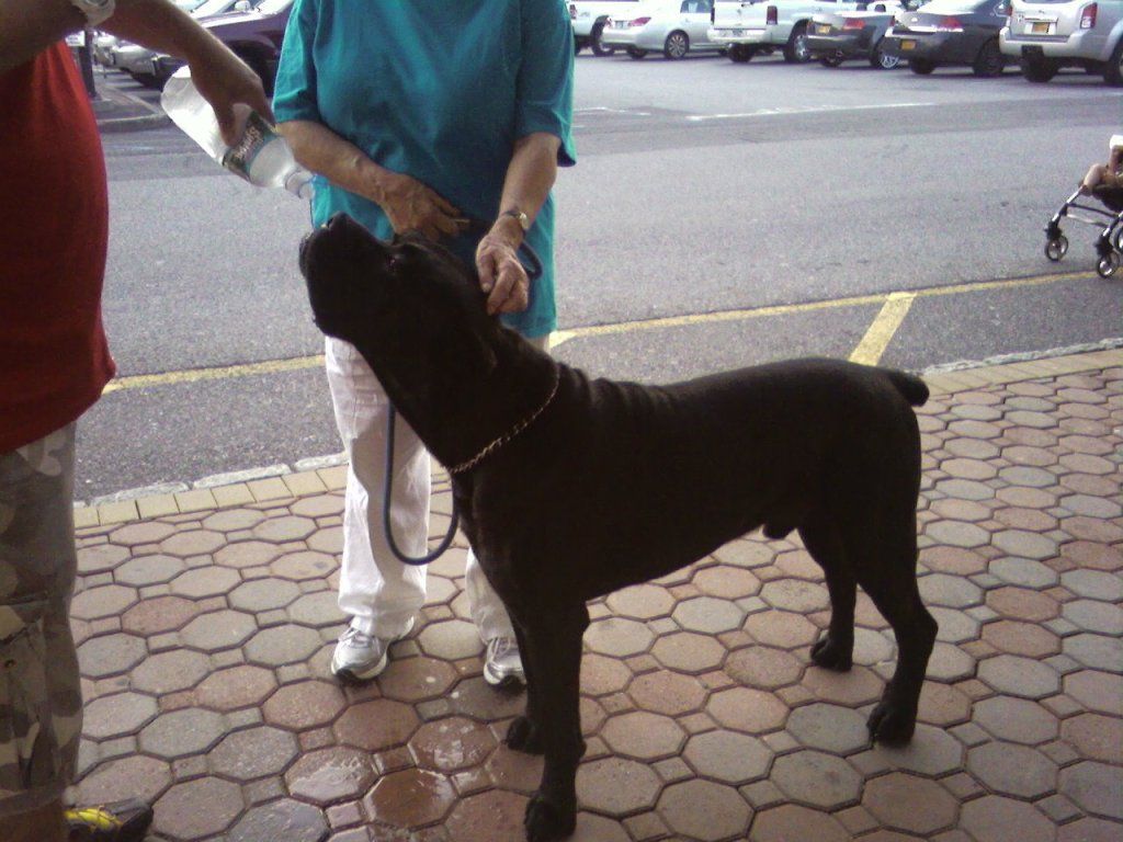 Capone, The Beautiful Cane Corso (Italian Mastiff), Drinks His Water